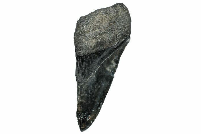 Partial Fossil Megalodon Tooth - Serrated Edge #250061
